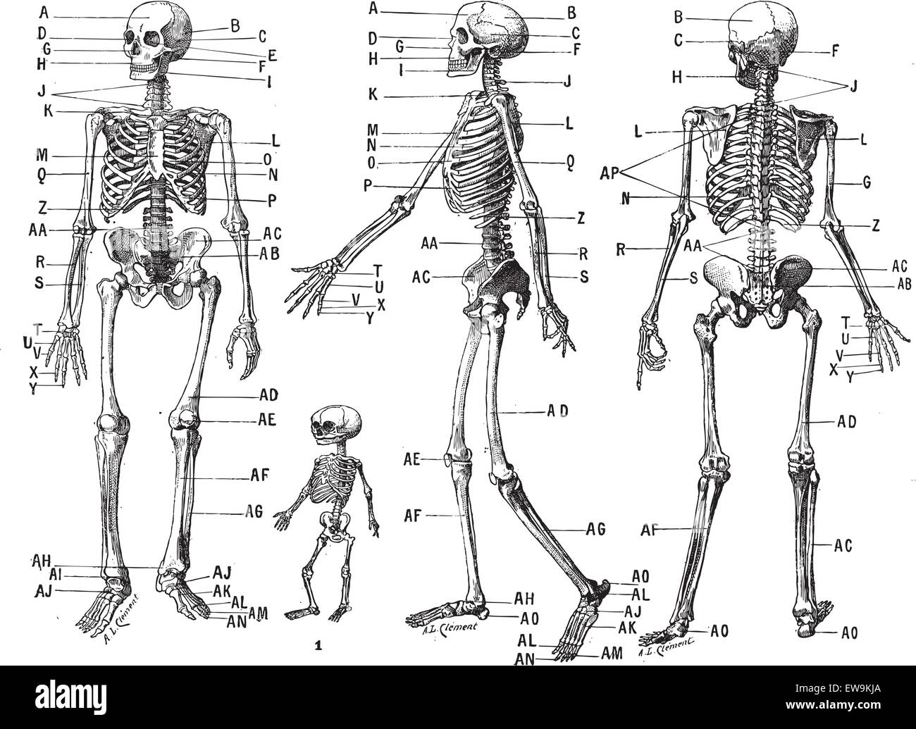 Scheletro umano, vintage illustrazioni incise. Dizionario di parole e le cose - Larive e Fleury - 1895. Illustrazione Vettoriale