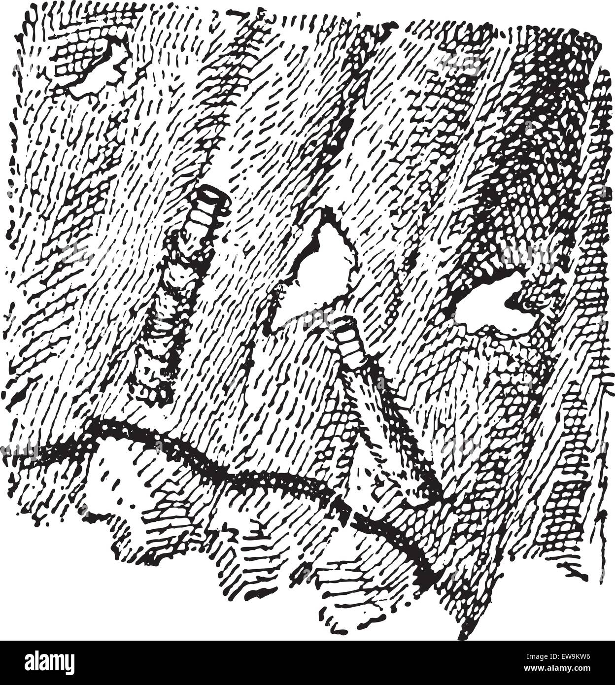 Le larve della falena fungo o Tinea sp., vintage illustrazioni incise. Dizionario di parole e le cose - Larive e Fleury - 1895 Illustrazione Vettoriale