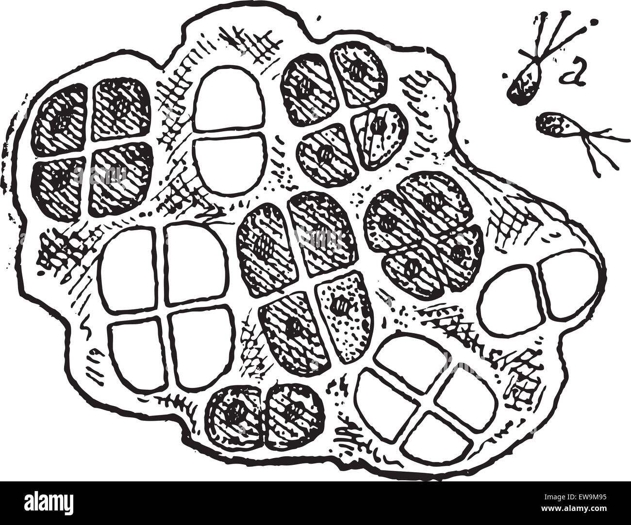 Lattuga di mare o di Ulva sp., che mostra la porzione di fronde che mostra cellule e (a) zoospores, vintage illustrazioni incise. Dizionario di Illustrazione Vettoriale