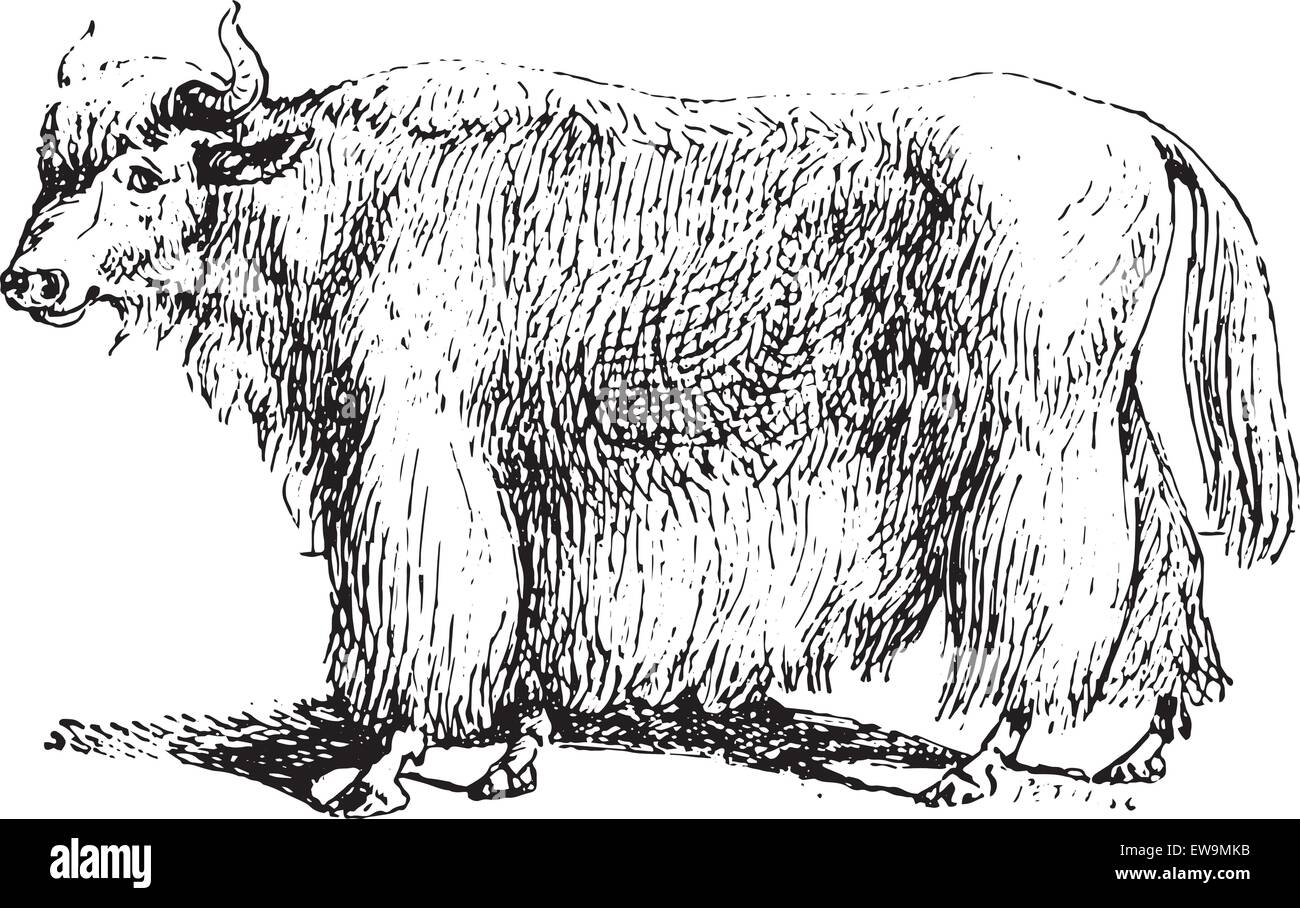 Yak, vintage illustrazioni incise. Dizionario di parole e le cose - Larive e Fleury - 1895. Illustrazione Vettoriale