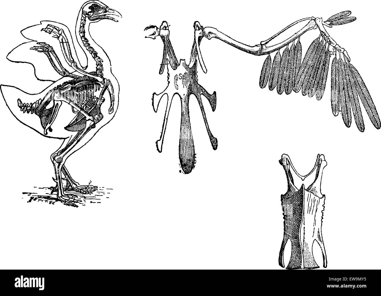 Lo scheletro di un pollo, vintage illustrazioni incise. Dizionario di parole e le cose - Larive e Fleury - 1895 Illustrazione Vettoriale