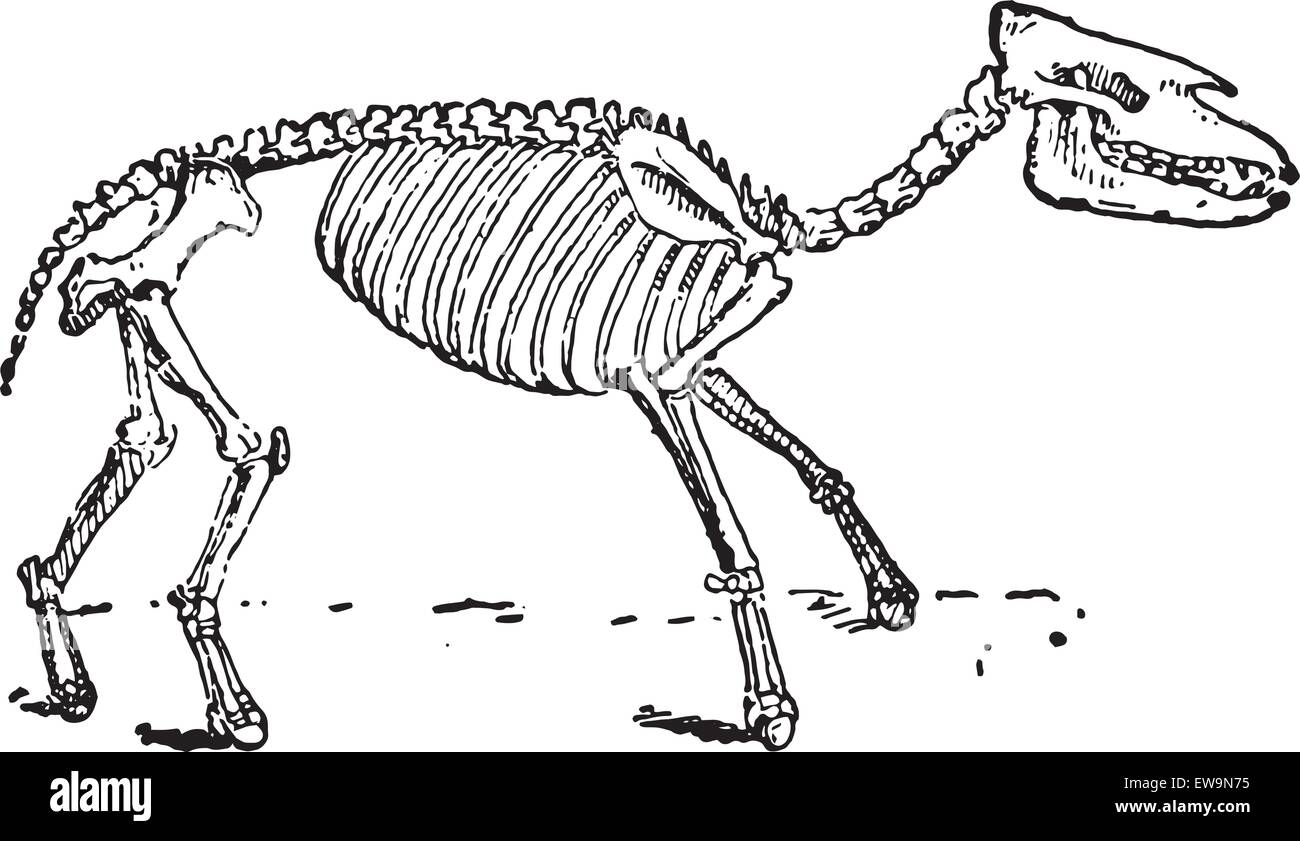 Palaeotherium, vintage illustrazioni incise. Dizionario di parole e le cose - Larive e Fleury - 1895. Illustrazione Vettoriale