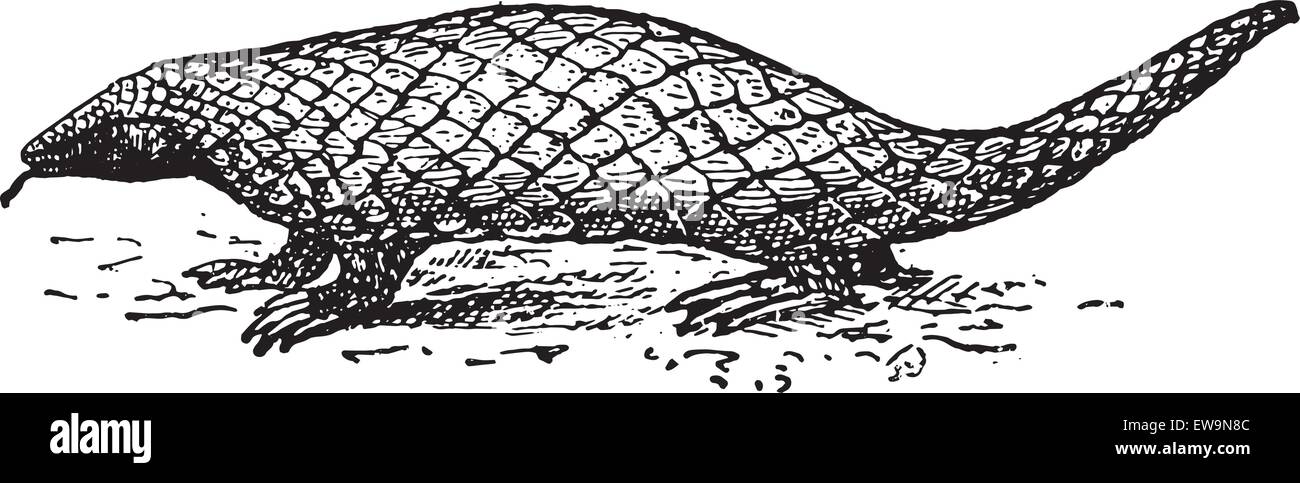 Pangolin o squamosa o Anteater Trenggiling, vintage illustrazioni incise. Dizionario di parole e le cose - Larive e Fleury - 1 Illustrazione Vettoriale