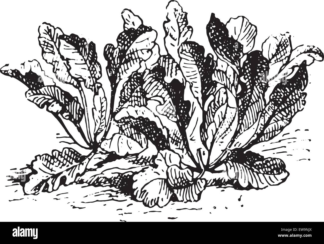 Lepidium latifolium, vintage illustrazioni incise. Dizionario di parole e le cose - Larive e Fleury - 1895. Illustrazione Vettoriale