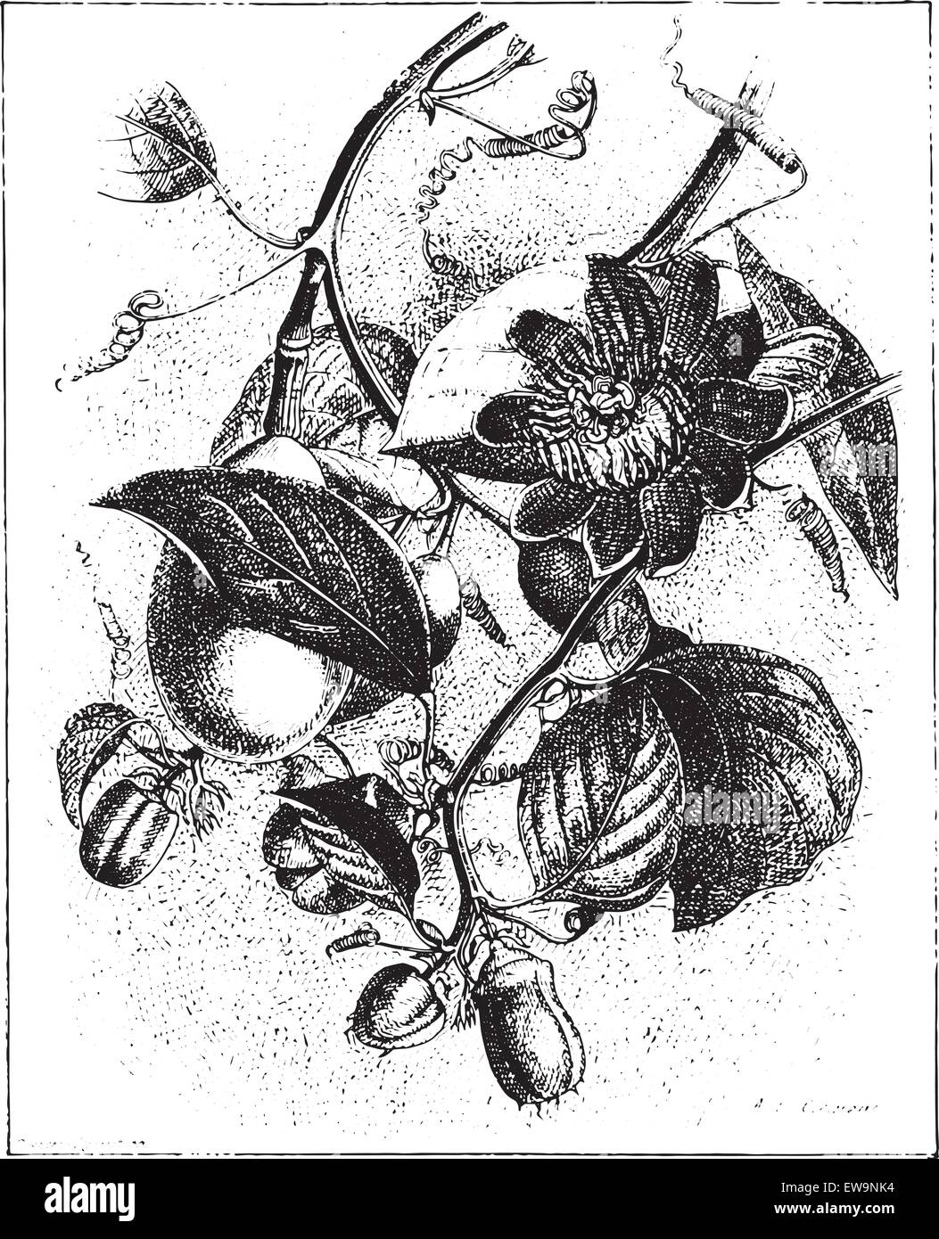 Winged-stelo fiore della passione o Passiflora alata, vintage illustrazioni incise. Dizionario di parole e le cose - Larive e Fleur Illustrazione Vettoriale