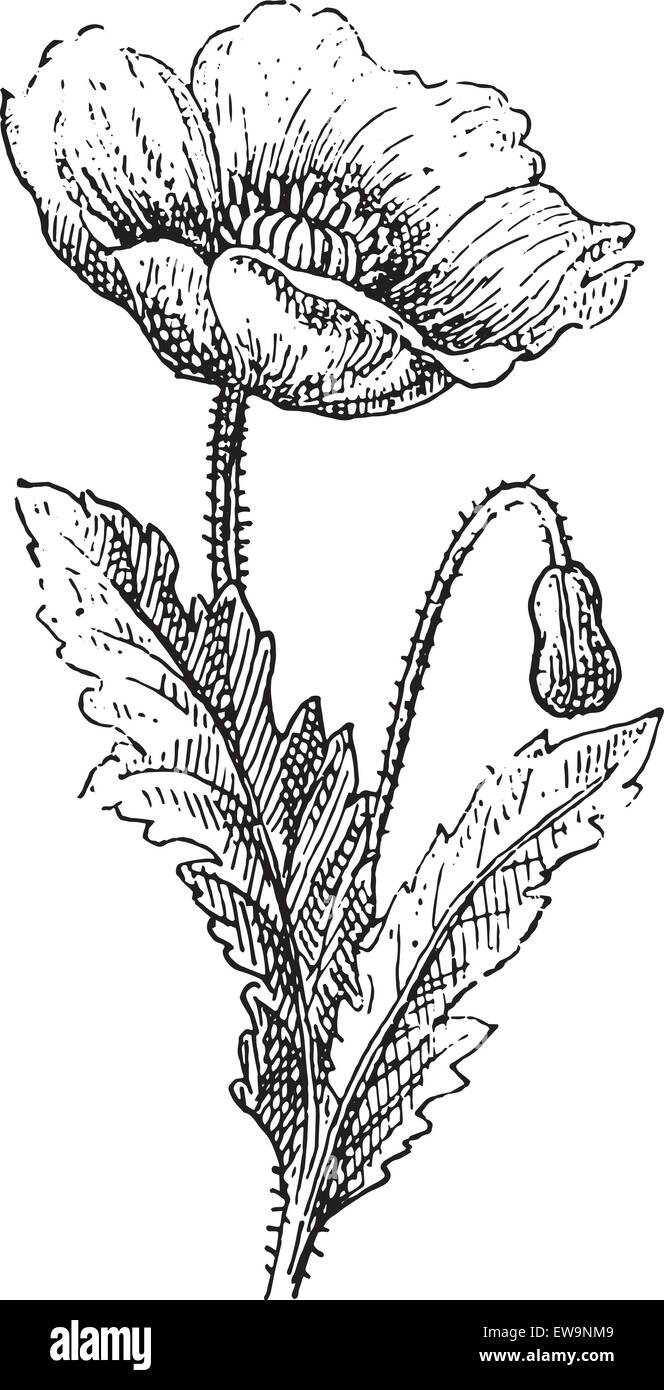 Semi di papavero, vintage illustrazioni incise. Dizionario di parole e le cose - Larive e Fleury - 1895. Illustrazione Vettoriale