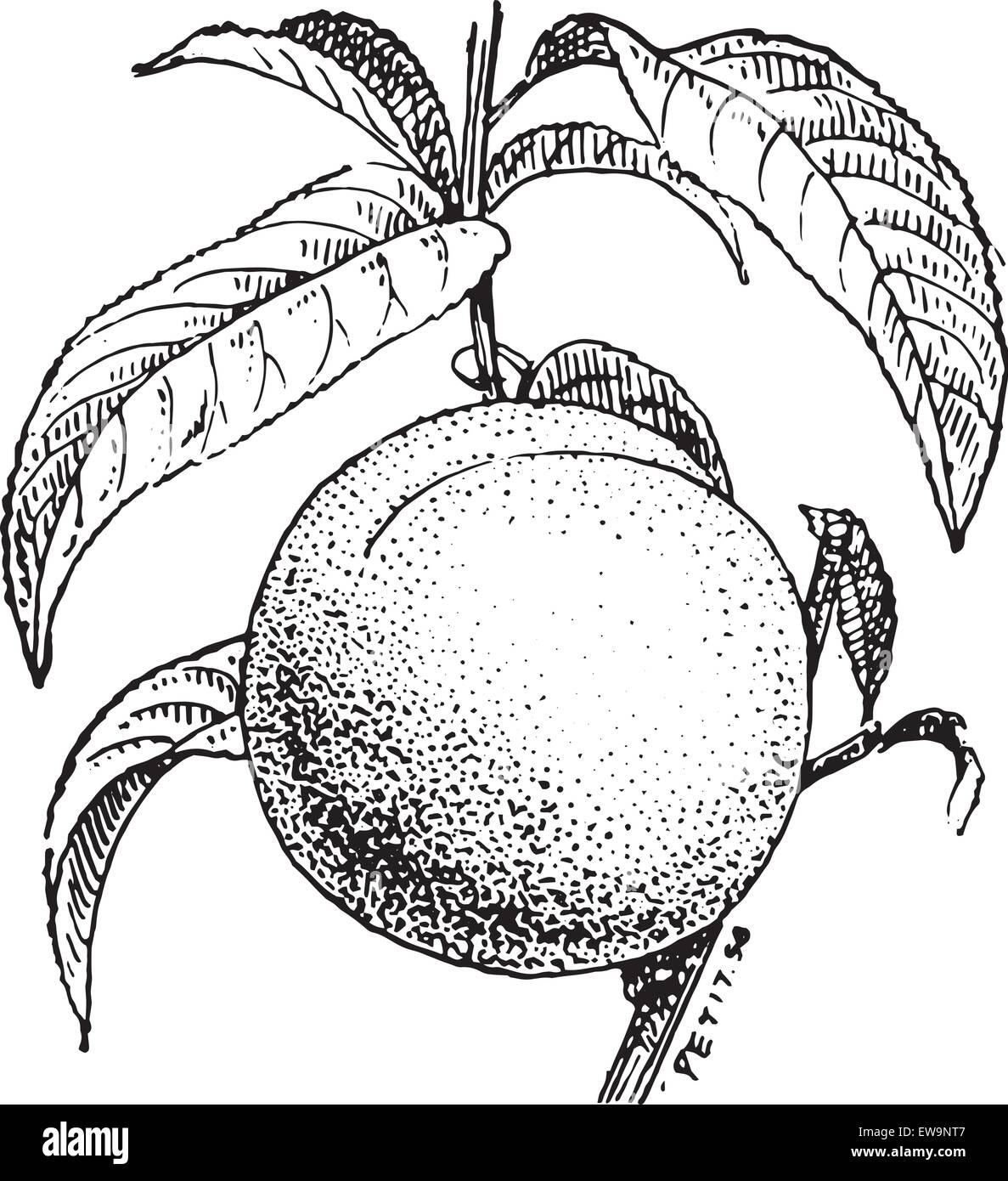 Prunus persica leaf Immagini Vettoriali Stock - Alamy