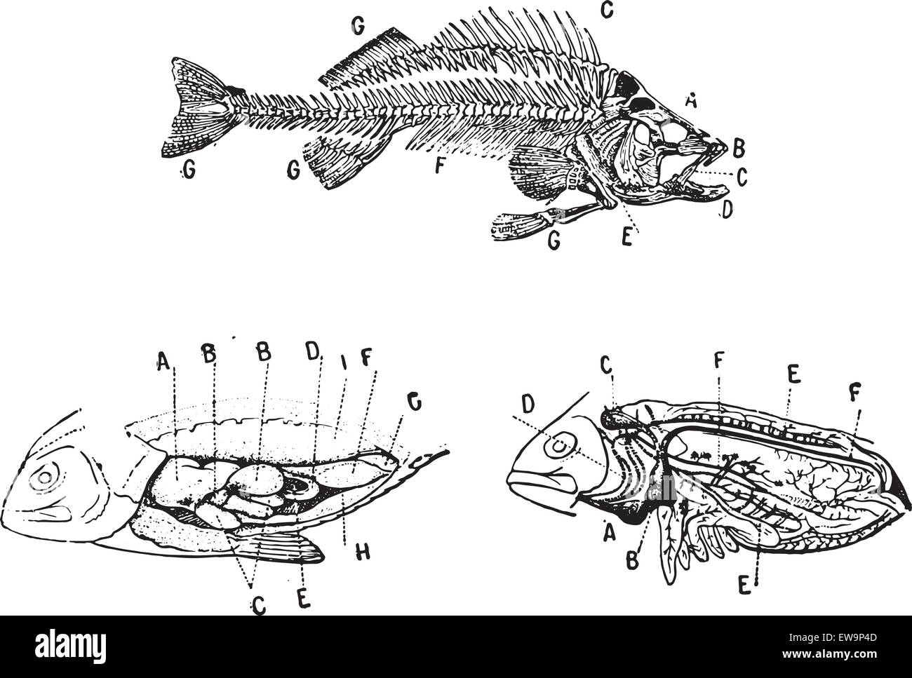 Lo scheletro, il digestivo e il sistema circolatorio di un pesce, vintage illustrazioni incise. Dizionario di parole e le cose - Larive e Illustrazione Vettoriale