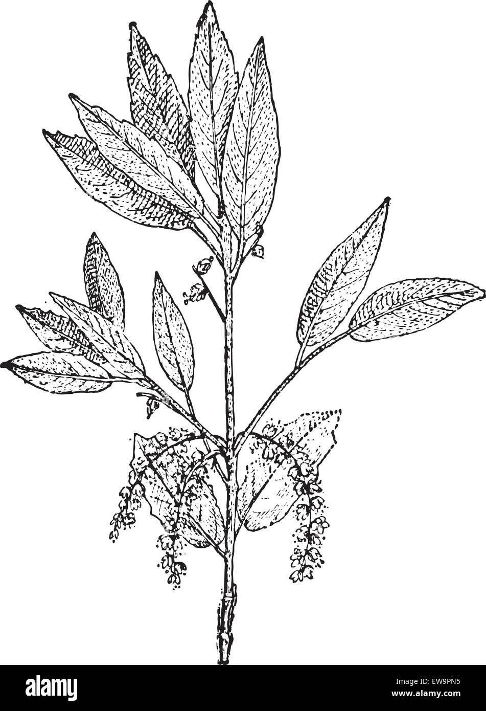 Querce da Sughero o Quercus suber, vintage illustrazioni incise. Dizionario di parole e le cose - Larive e Fleury - 1895 Illustrazione Vettoriale