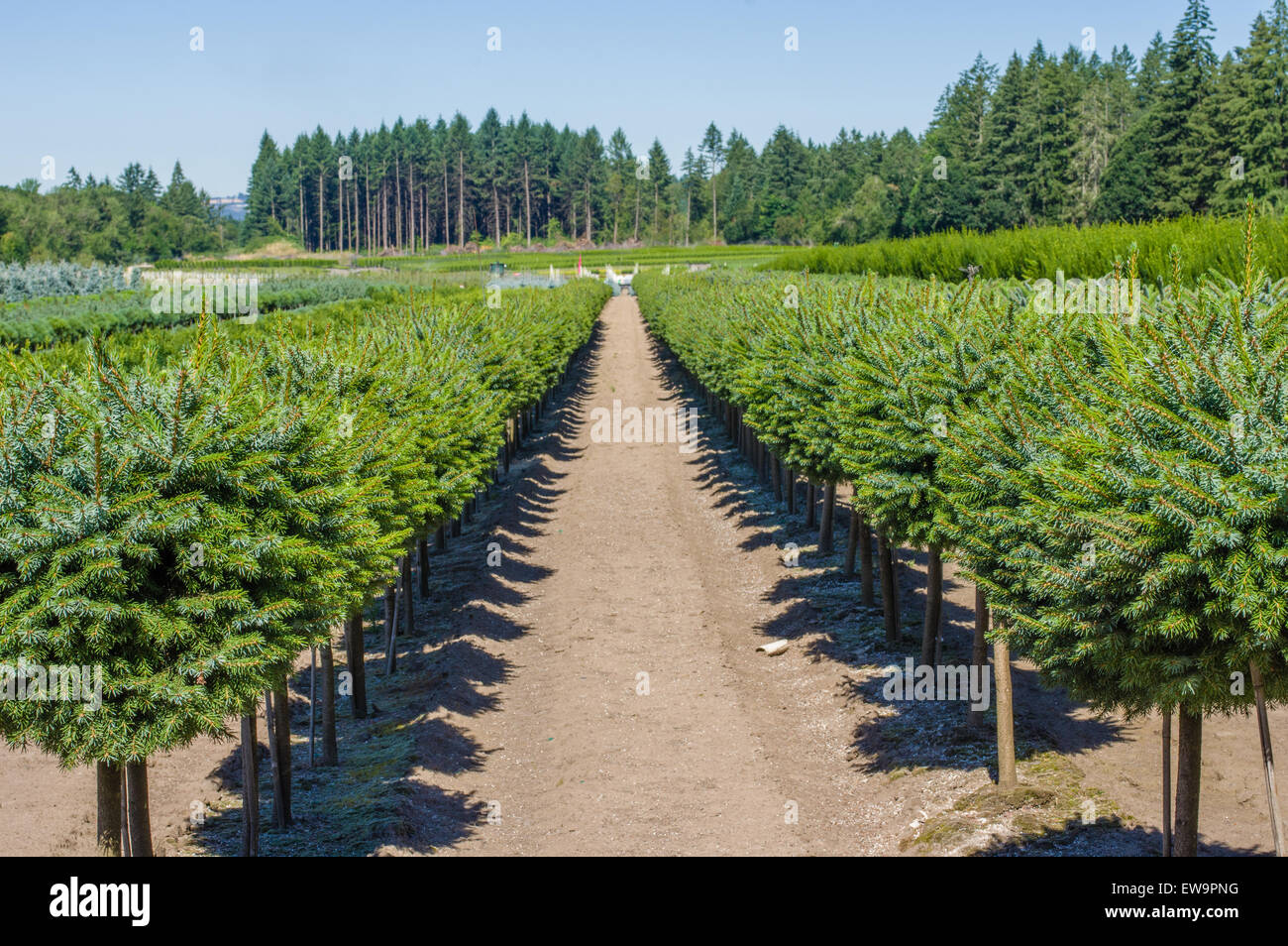 Un vivaio fattoria con arbusti ornamentali Foto Stock