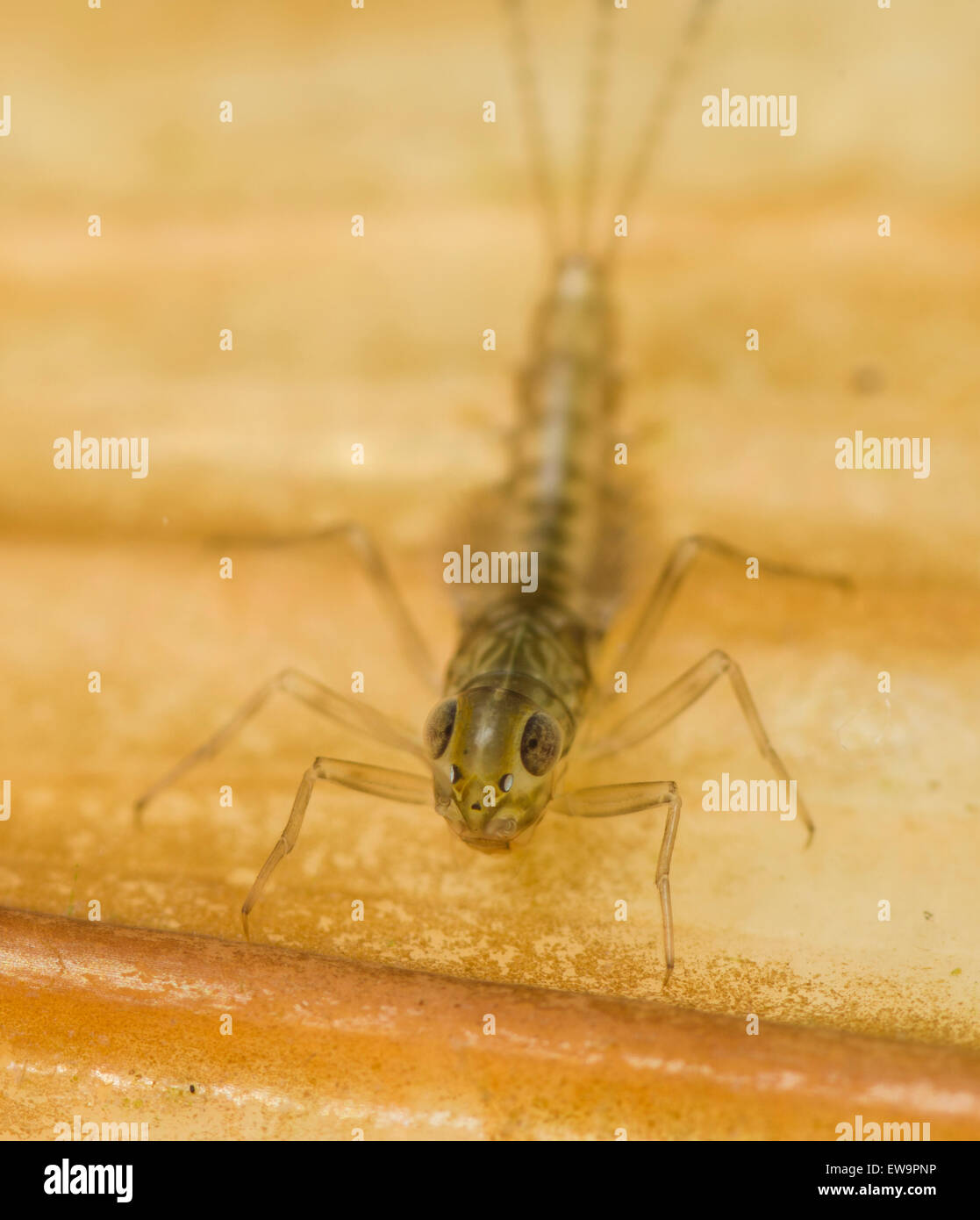Pond olive mayfly larva ninfa Cloeon dipterum su subacquea sommerso reed Foto Stock
