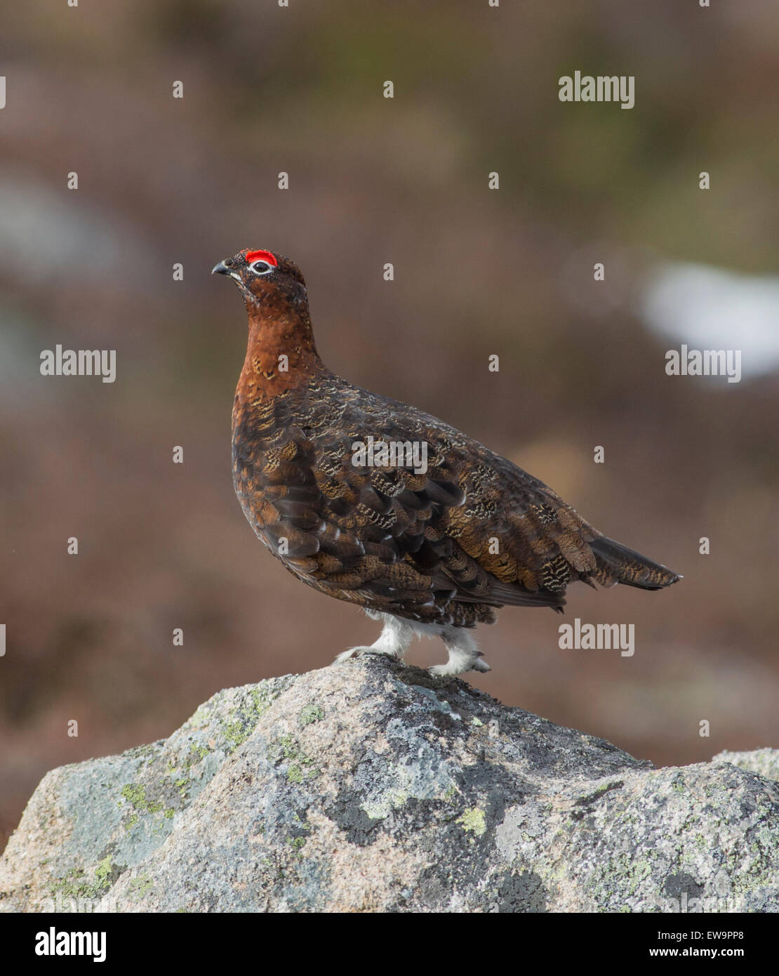 Red Grouse su roccia Foto Stock