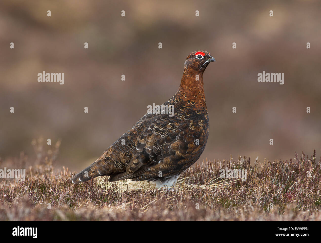 Red Grouse su roccia Foto Stock
