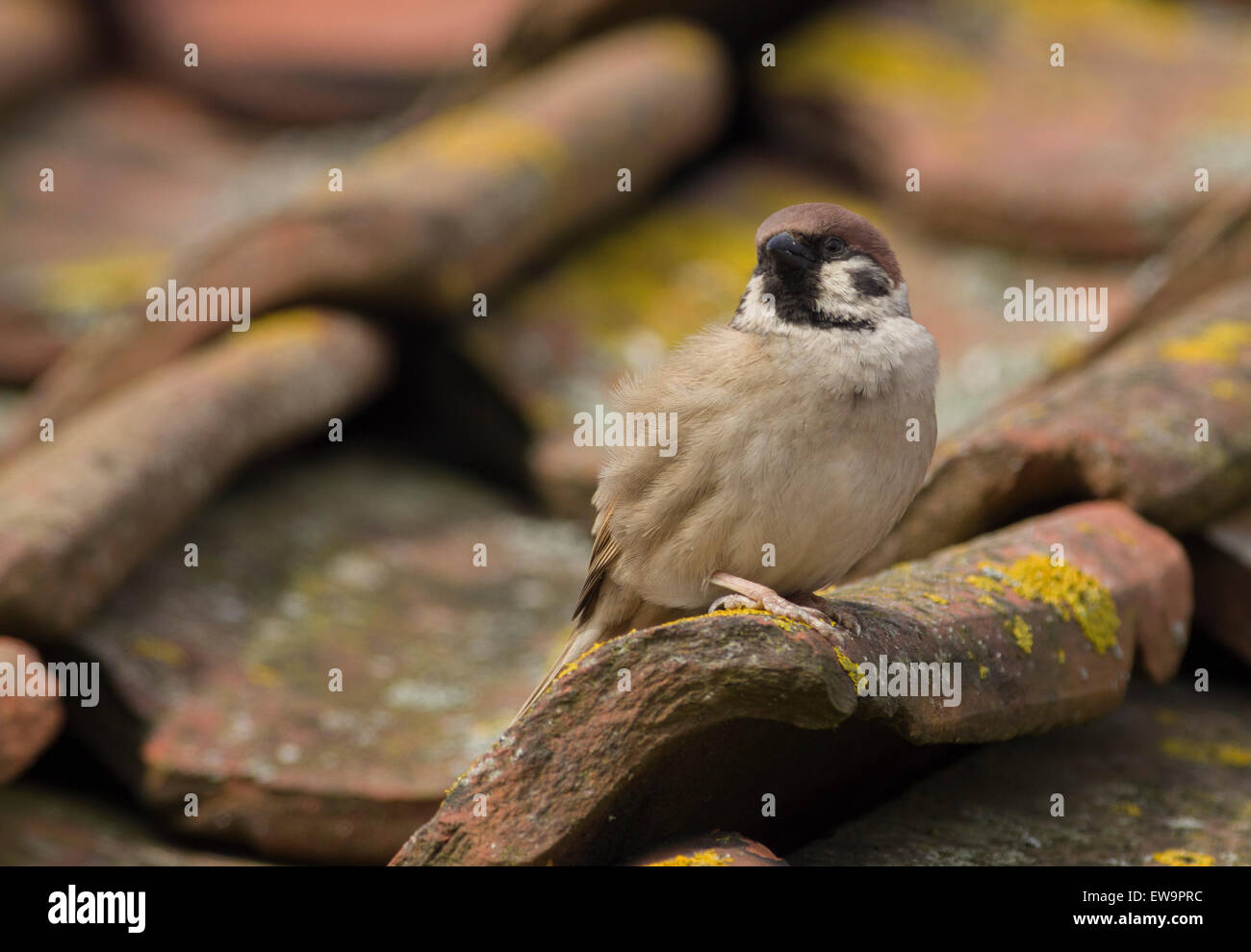 Tree sparrow su Bempton visitor center tetto Foto Stock