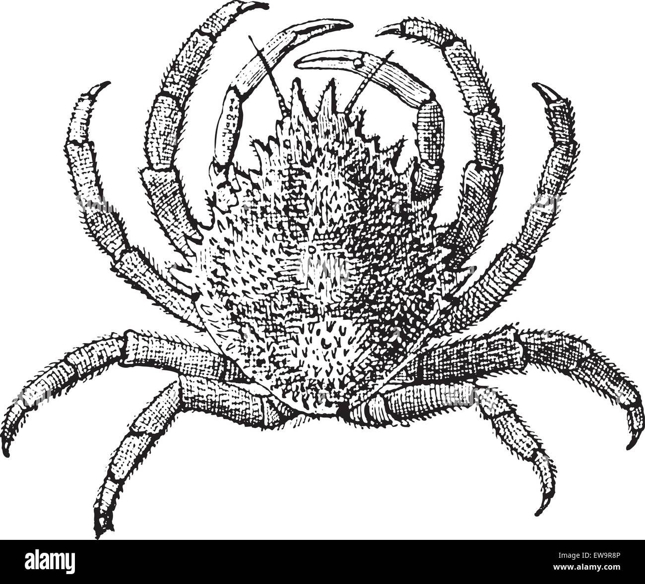 Unione granseola o Maja squinado, vintage illustrazioni incise. Dizionario di parole e le cose - Larive e Fleury - 1895 Illustrazione Vettoriale