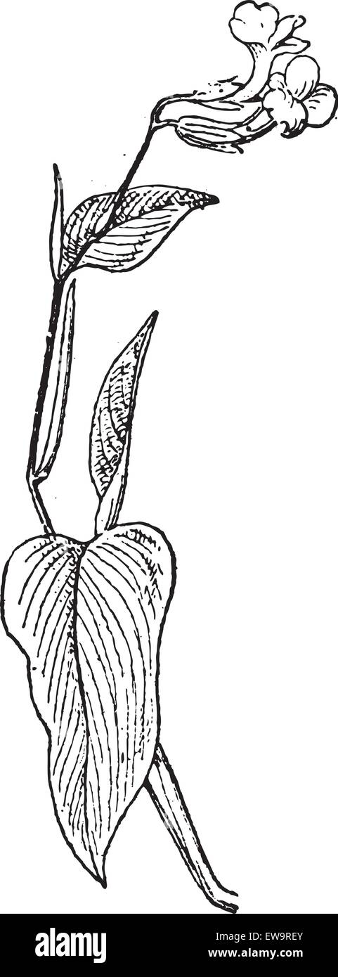 Radici di arrow-root o maranta arundinacea, mostrando i fiori, vintage illustrazioni incise. Dizionario di parole e le cose - Larive e Fl Illustrazione Vettoriale