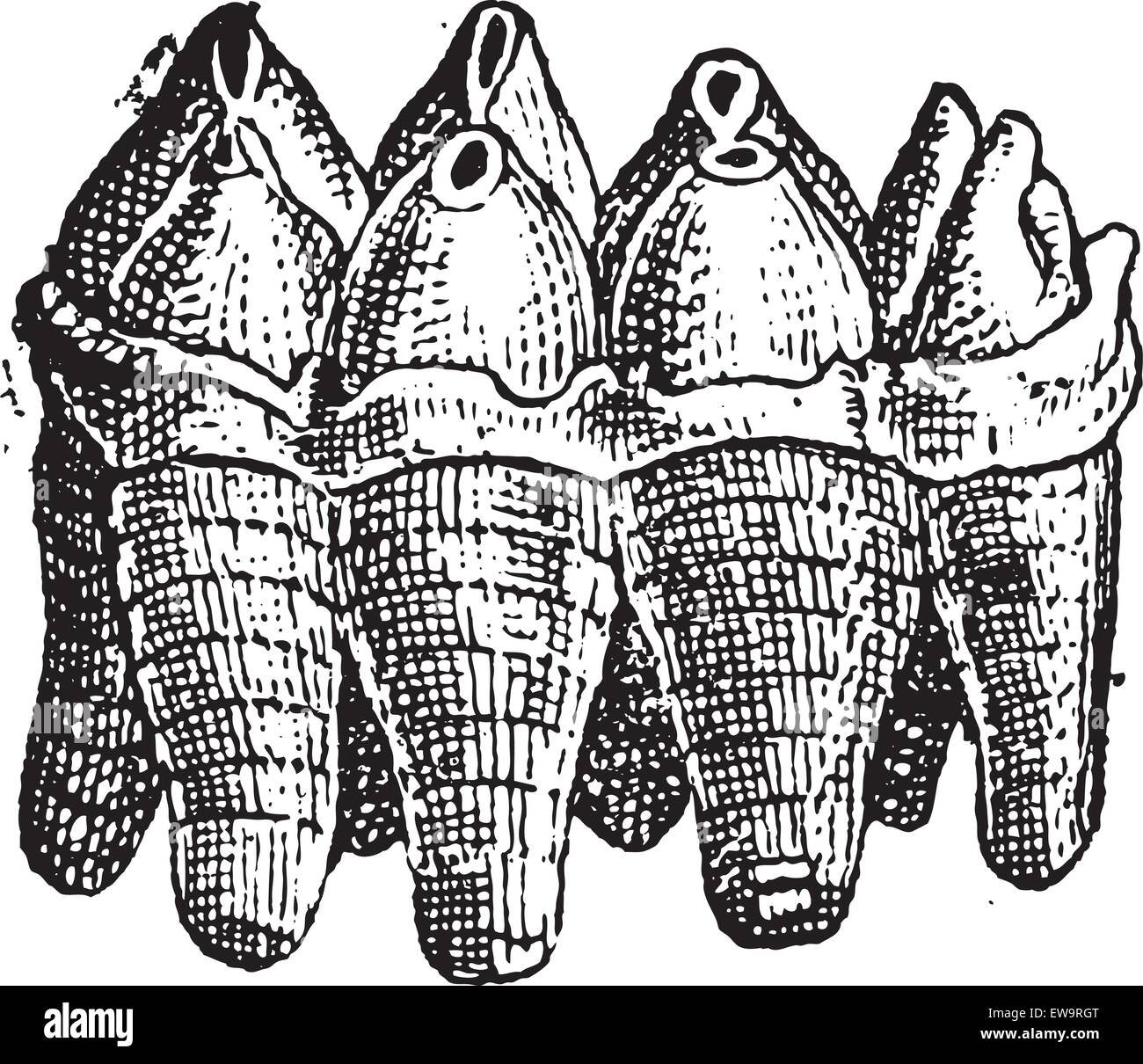 Mastodon molari superiori, vintage illustrazioni incise. Dizionario di parole e le cose - Larive e Fleury - 1895 Illustrazione Vettoriale