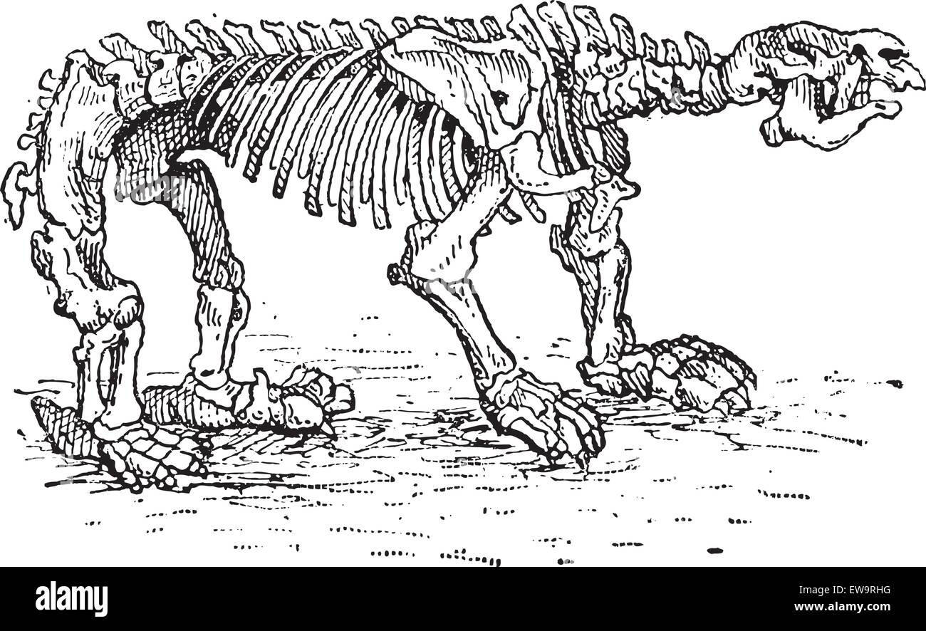 Massa Megatheriid Sloth o Megatherium sp., mostrando lo scheletro, vintage illustrazioni incise. Dizionario di parole e le cose - L Illustrazione Vettoriale