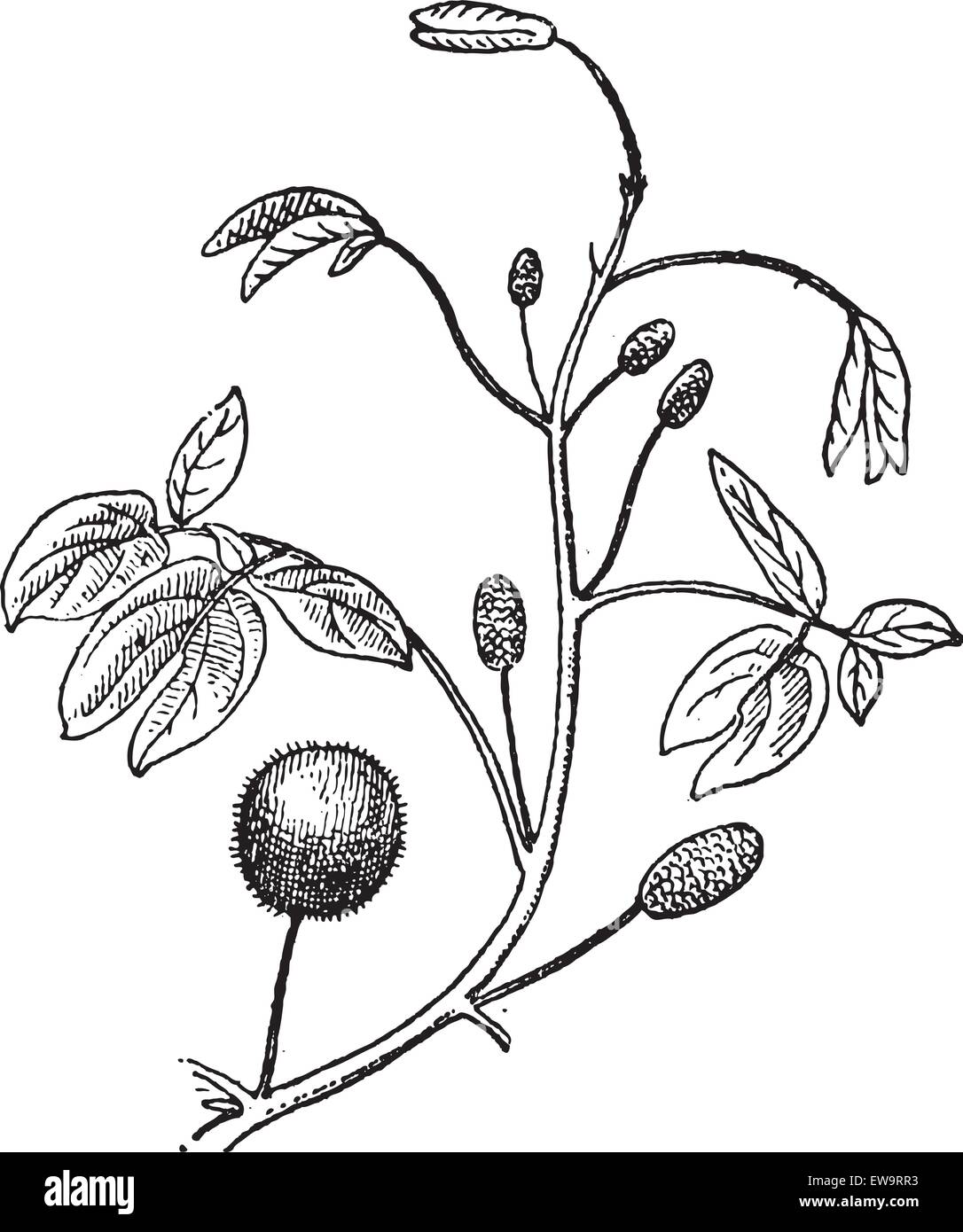 La Mimosa o Mimosa sp., mostrando le teste dei fiori, vintage illustrazioni incise. Dizionario di parole e le cose - Larive e Fleury - Illustrazione Vettoriale