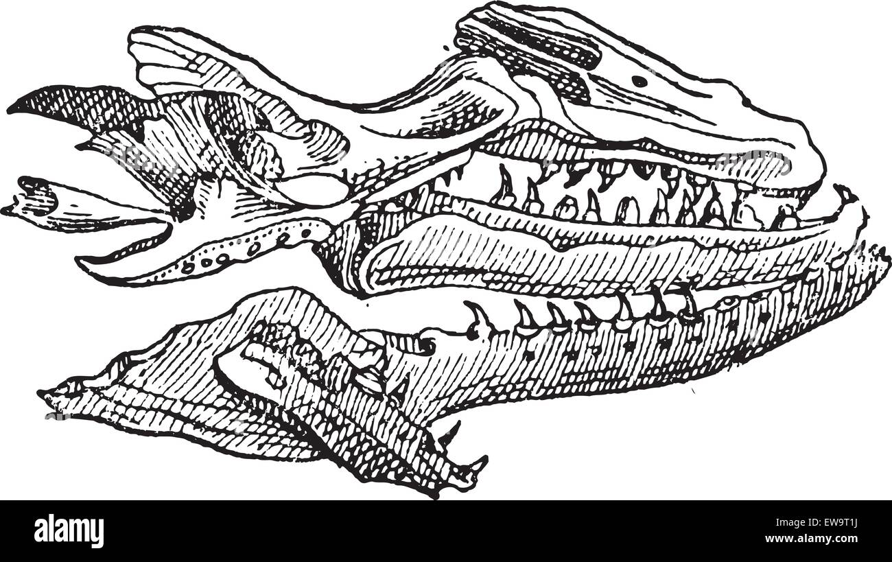 Mosasaur, mostrando il cranio fossile, vintage illustrazioni incise. Dizionario di parole e le cose - Larive e Fleury - 1895 Illustrazione Vettoriale