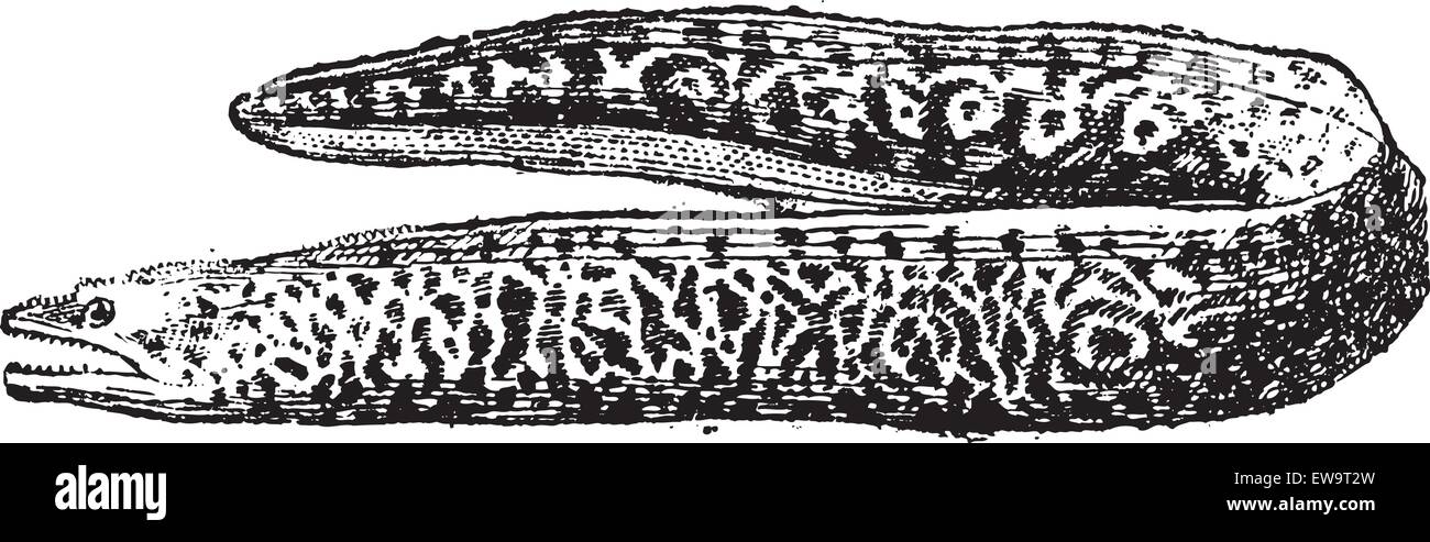 Murena o Muraenidae, vintage illustrazioni incise. Dizionario di parole e le cose - Larive e Fleury - 1895 Illustrazione Vettoriale
