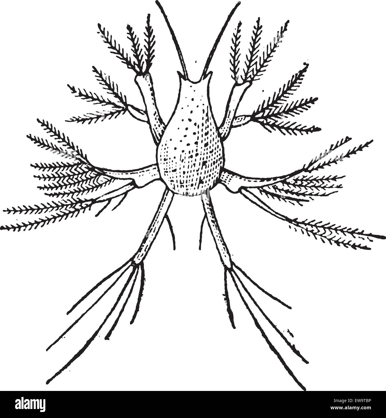 Copepod o Copepoda, vintage illustrazioni incise. Dizionario di parole e le cose - Larive e Fleury - 1895 Illustrazione Vettoriale