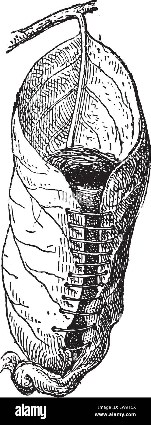 Nido di un Tailorbird o Orthotomus sp., costituito da una foglia larga, cucita con fibre vegetali, con l'erba all'interno, vintage illustr inciso Illustrazione Vettoriale