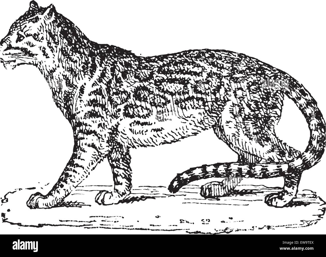 Ocelot o Dwarf Leopard o da Leopardo pardalis, vintage illustrazioni incise. Dizionario di parole e le cose - Larive e Fleury Illustrazione Vettoriale