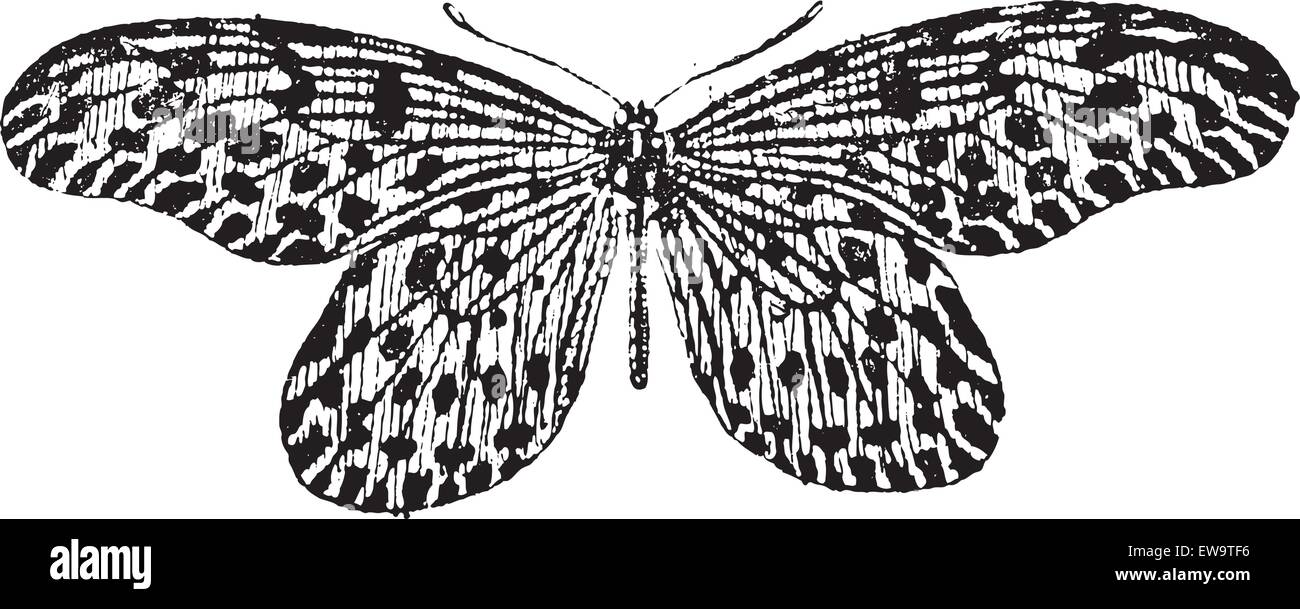 Vecchie illustrazioni incise di albero-ninfa o idea o lynceus Papilio lynceus o Hestia reinwardti isolato su uno sfondo bianco. Illustrazione Vettoriale