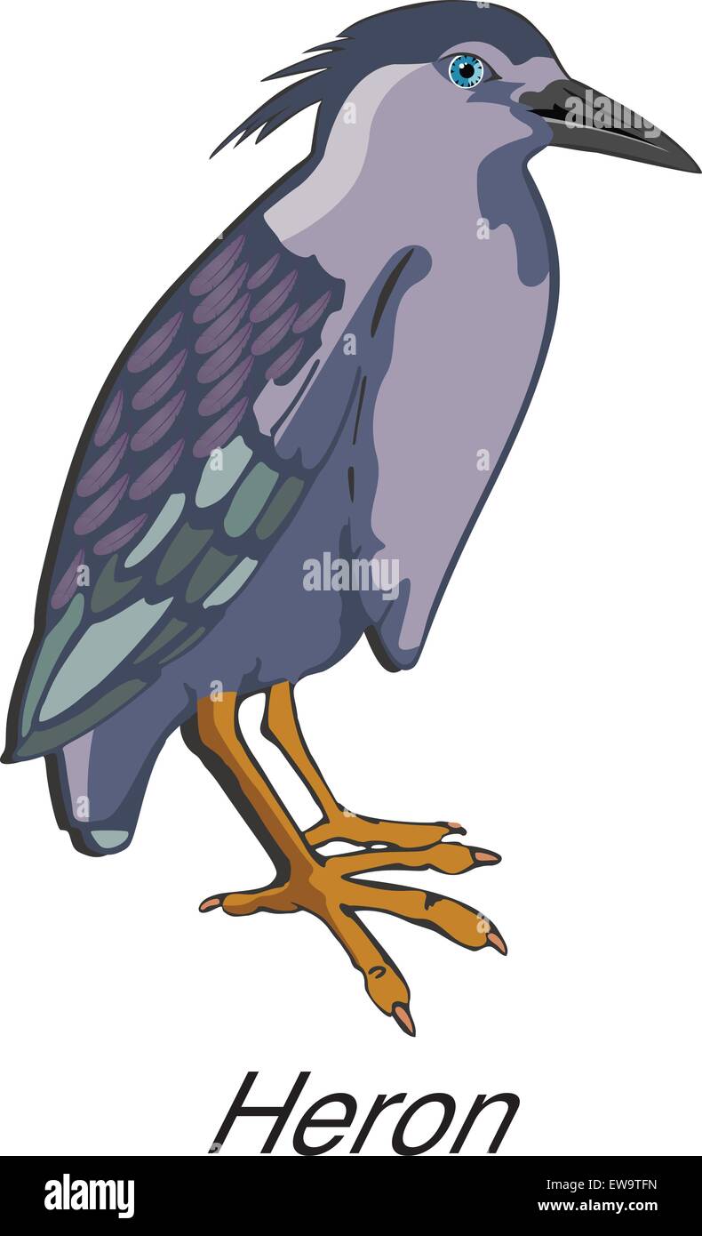 Nitticora o Nycticorax sp., Bird, blu viola e grigio, illustrazione vettoriale Illustrazione Vettoriale