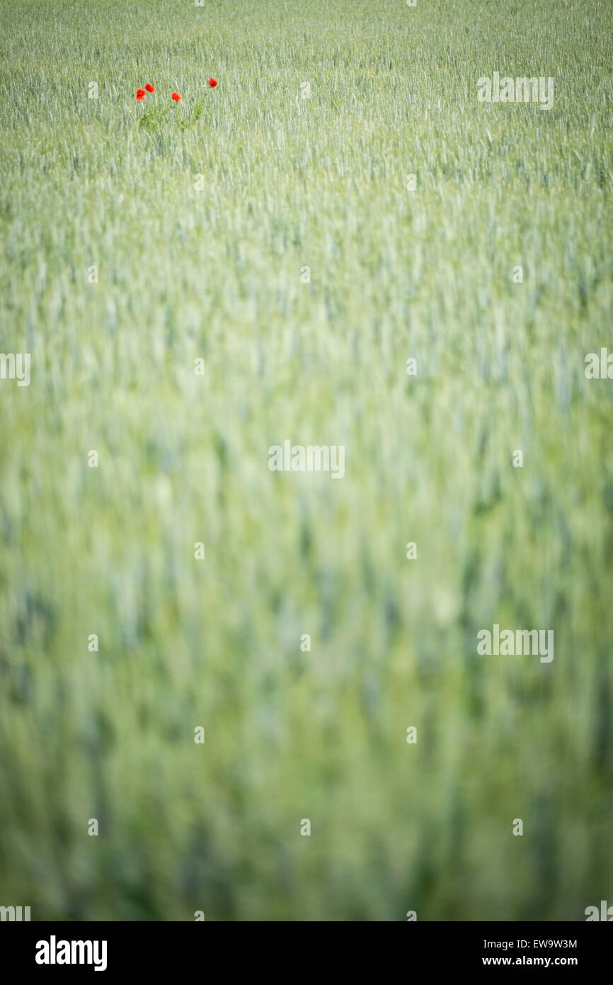 Papaveri in un campo di grano non maturate nelle Fiandre Foto Stock