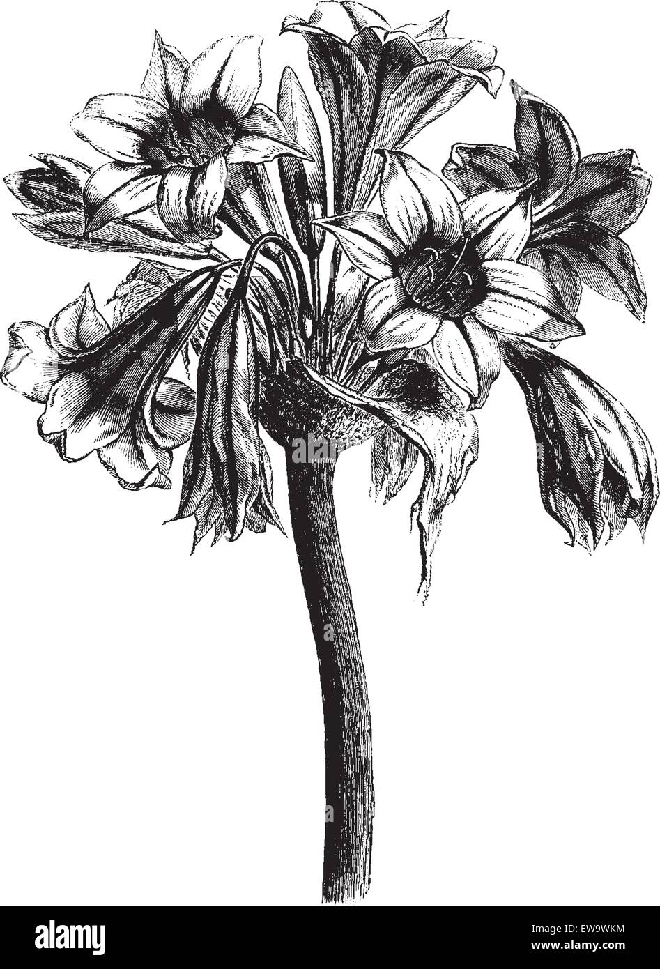 Amaryllis vittata, vintage illustrazioni incise. Le Tour du Monde, viaggio ufficiale, (1865). Illustrazione Vettoriale