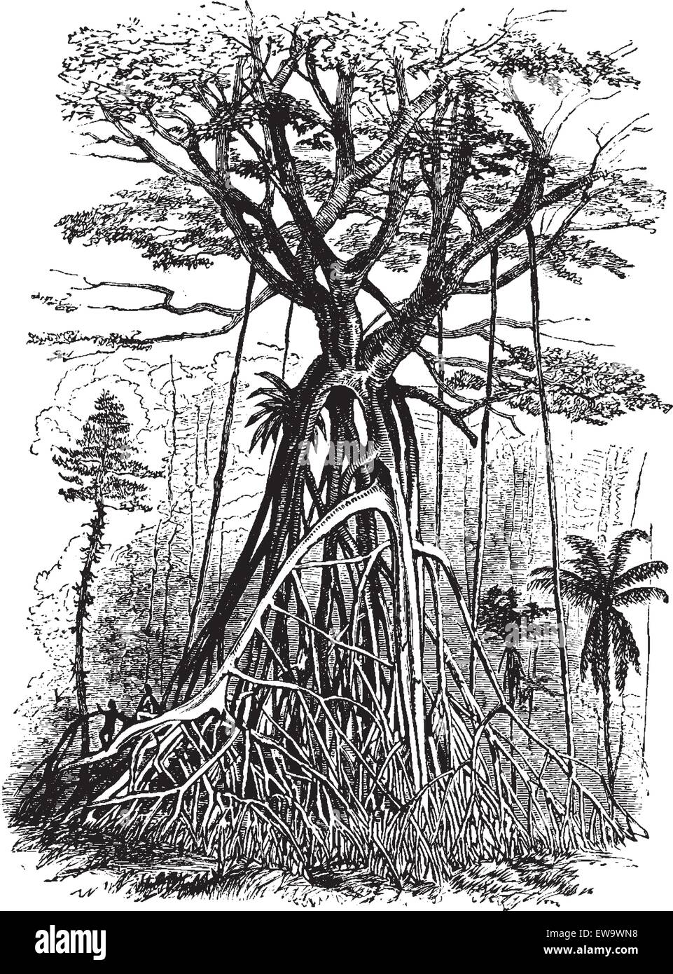 Struttura Polyalthia foreste della Malaysia, vintage illustrazioni incise. Le Tour du Monde, viaggio ufficiale, (1872). Illustrazione Vettoriale