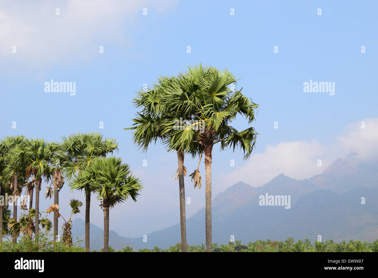 Palmyra Palme in Tamil Nadu India sullo sfondo della Western Ghat Mountain Range Foto Stock