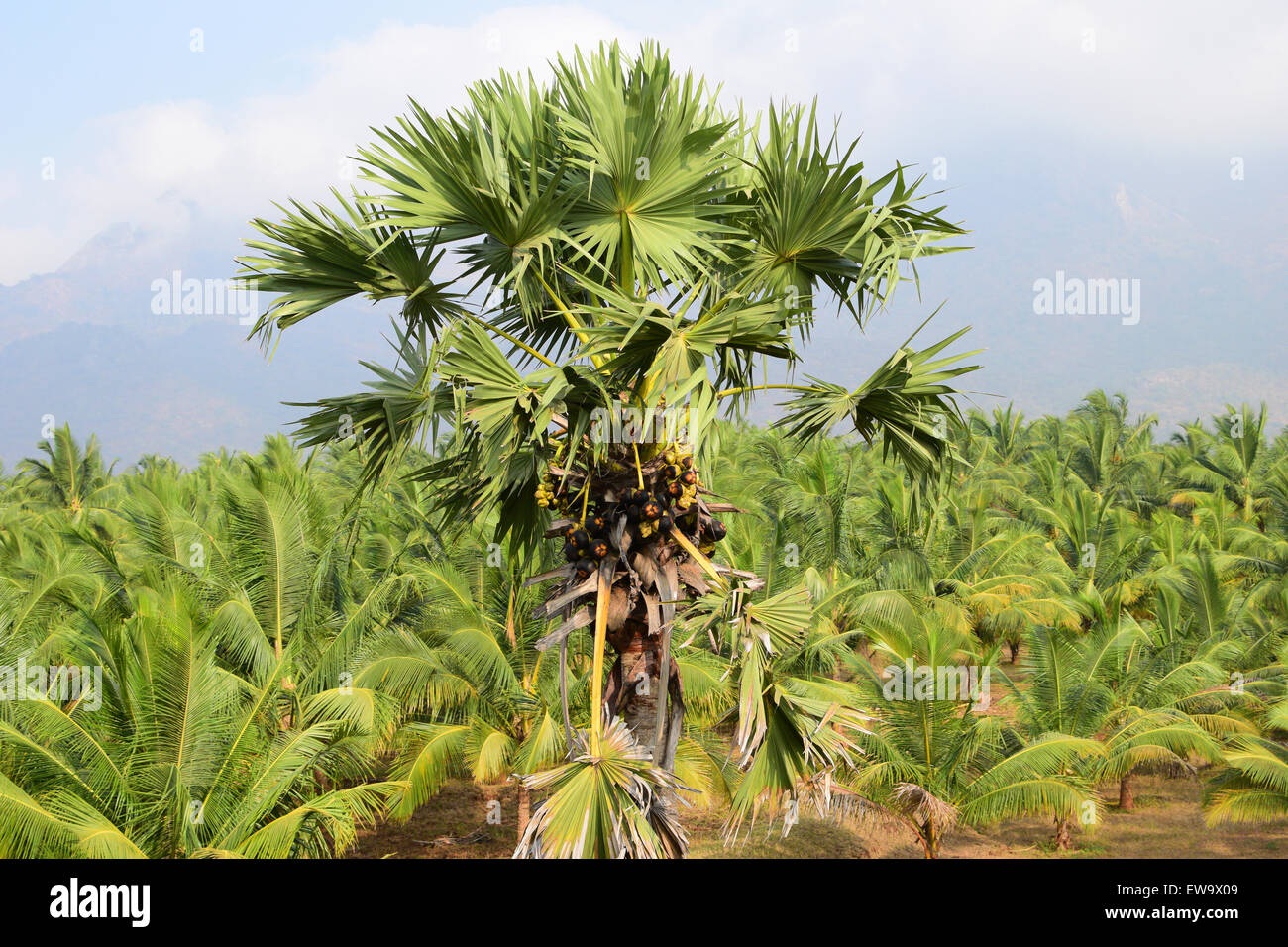 Palmyra Palm Tree India Borassus flabellifer Palmyra Palm Tree con frutti a Palakkad Kerala India Foto Stock