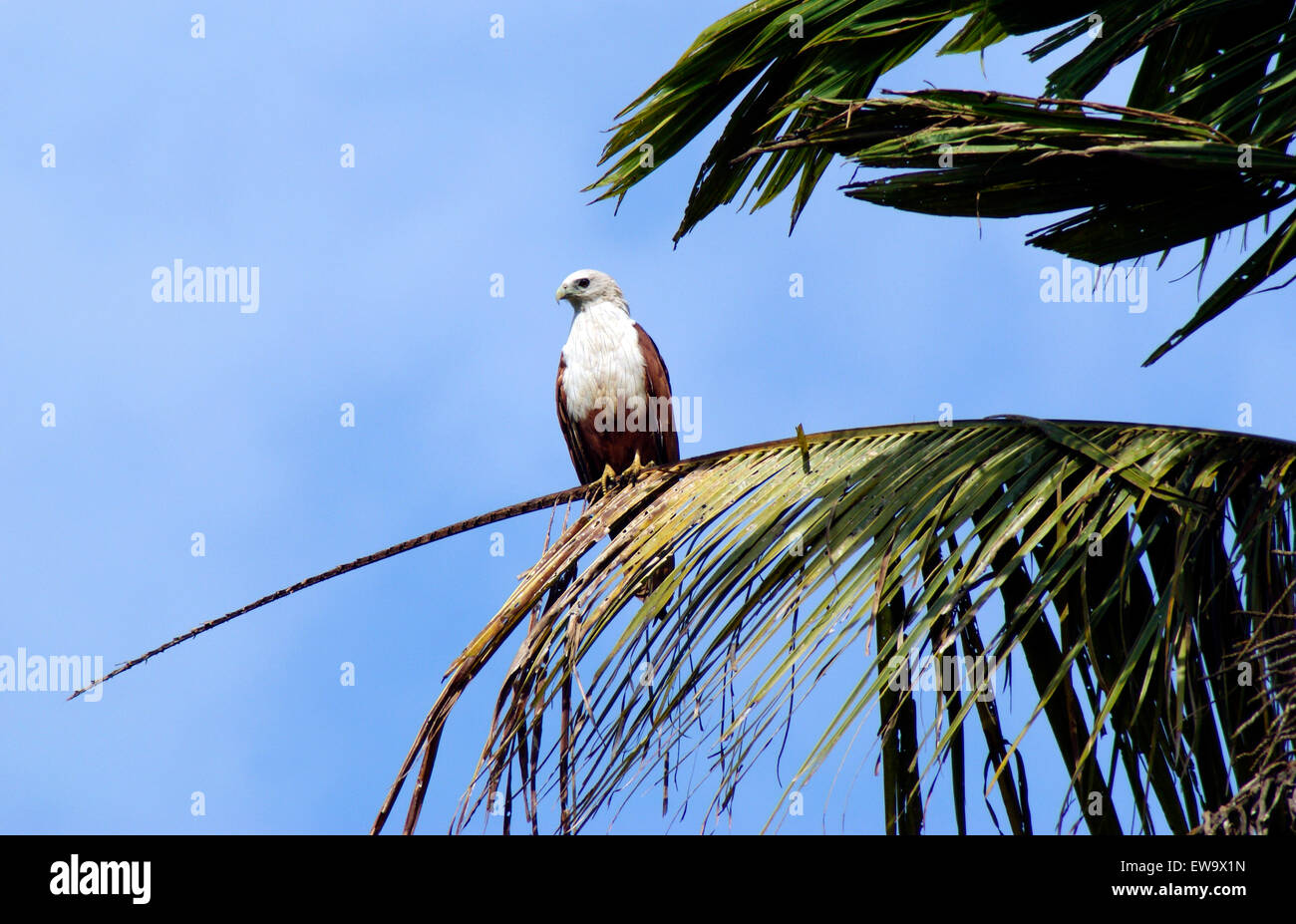 Brahminy Kite Eagle Bird seduto su albero di cocco anta in Kerala India Foto Stock