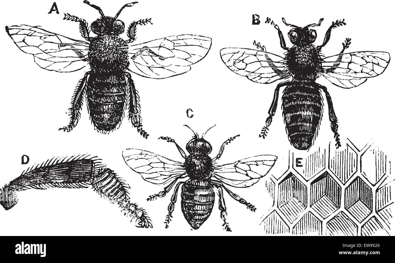 A. MASCHIO - FEMMINA B. - C. folle - D. GAMBA POSTERIORE - E. Favo di miele o cella. Vecchia illustrazione vintage dalla Enciclopedia Trousset Illustrazione Vettoriale A. MASCHIO - FEMMINA B. - C. folle - D. GAMBA POSTERIORE - E. Favo di miele o cella. Vecchia illustrazione vintage dalla Enciclopedia Trousset Illustrazione Vettoriale