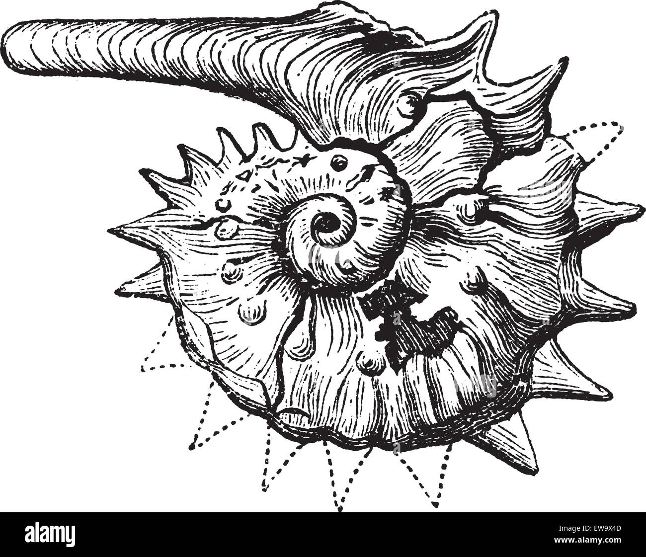 Ammonita fossile incisione vintage. Gruppo estinto di invertebrati marini, simile al Nautilius. Illustrazione Vettoriale, isolato Illustrazione Vettoriale