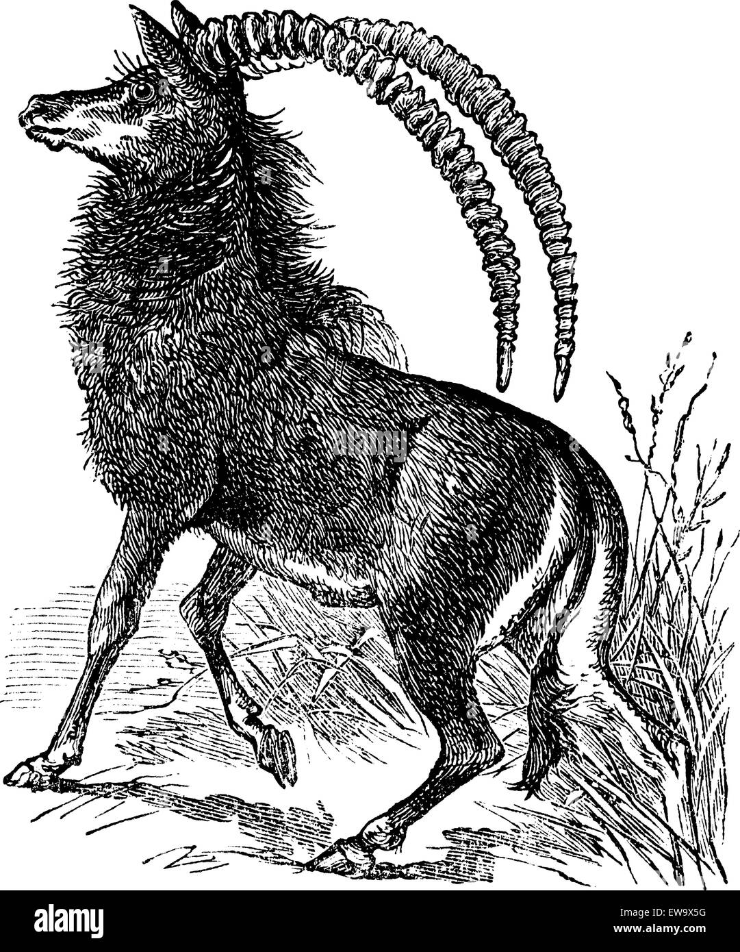 Sable Antelope, aigocerus niger o hippotragus niger vintage incisione. Vecchie illustrazioni incise di un nero Sable Antelope in h Illustrazione Vettoriale
