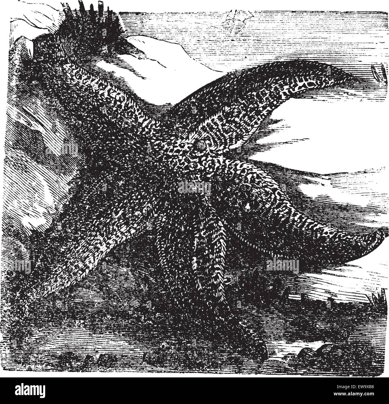 Asterias rubens, Comune di stelle marine o comune stella di mare. Incisione vintage. Vecchie illustrazioni incise di un comune Starfish trovato su Illustrazione Vettoriale