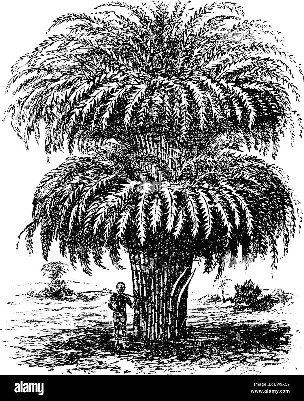 Bambù o Bambusoideae o Bambuseae, vintage incisione. Vecchie illustrazioni incise di alberi di bamboo. Illustrazione Vettoriale