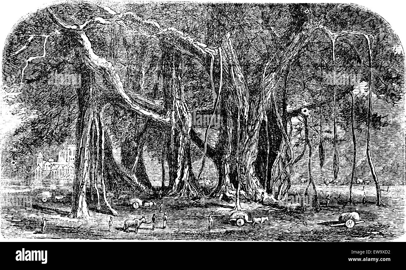 Banyan o Ficus benghalensis, vintage incisione. Vecchie illustrazioni incise di una grande struttura Banyan Tree che mostra le radici dell'antenna. Illustrazione Vettoriale