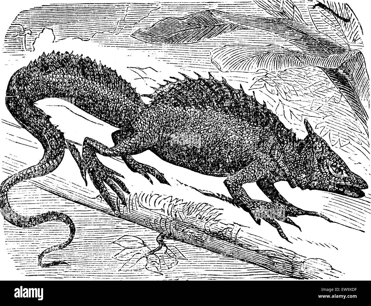 Basilisk o Basiliscus mitratus, vintage incisione. Basilisk comune