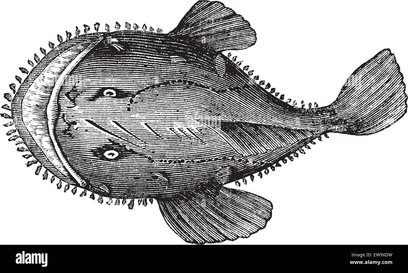 La rana pescatrice americana, il pesce d'oca, la bocca intera, la rana da pesca o Lophius americanus. Incisione vintage. Vecchia illustrazione incisa di un pesce pescatrice americano trovato nella costa orientale del Nord America. Illustrazione Vettoriale