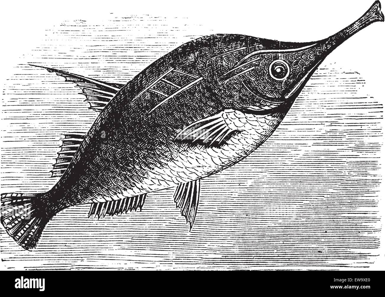 Pesce trombetta Immagini Vettoriali Stock - Alamy