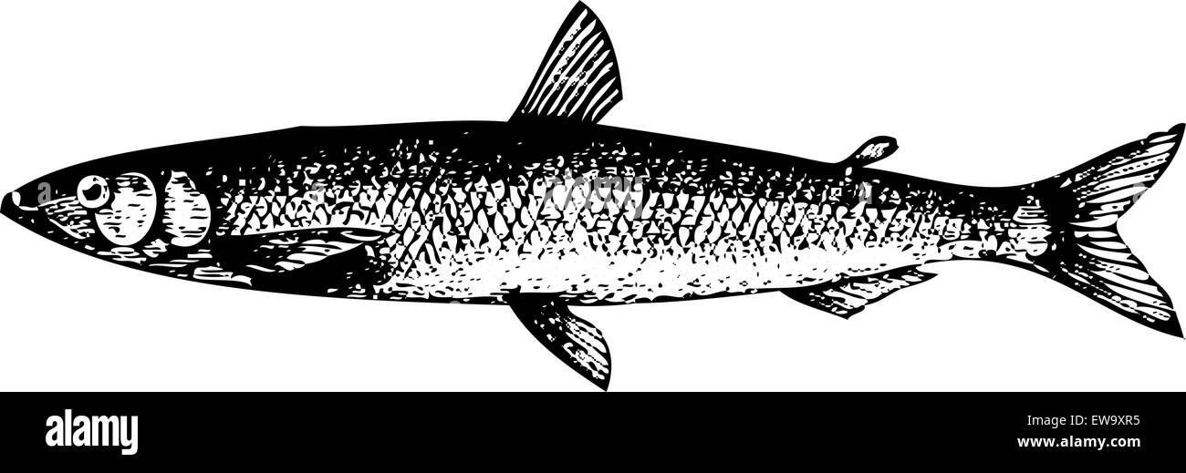 Vecchie illustrazioni incise di una antica incisione di un Europeo aveva un odore di pesce o osmerus eperlanus, isolato su bianco. Live tracciata. Da Illustrazione Vettoriale