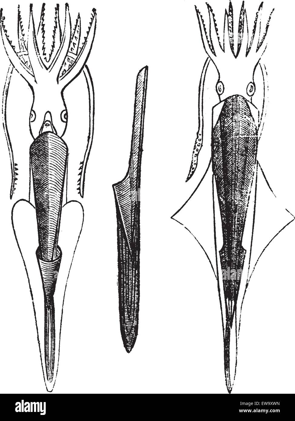Belemnites o Belemnoids, vintage incisione. Vecchie illustrazioni incise di Belemnites. Illustrazione Vettoriale