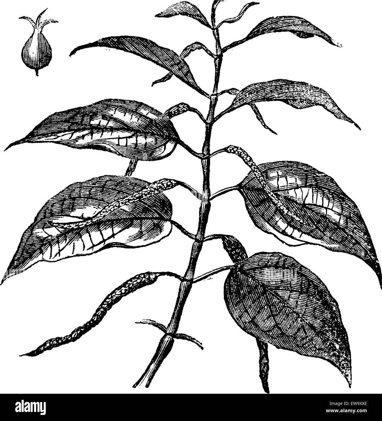 Betel noto anche come Piper betle, foglie, vintage illustrazioni incise di foglie di betel. Illustrazione Vettoriale