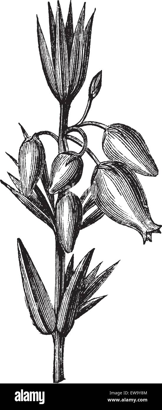 Erica di campana conosciuta anche come Erica cinerea, foglie , fiori, annata illustrazione incisa di erica di campana, foglie e fiori isolati su uno sfondo bianco. Illustrazione Vettoriale