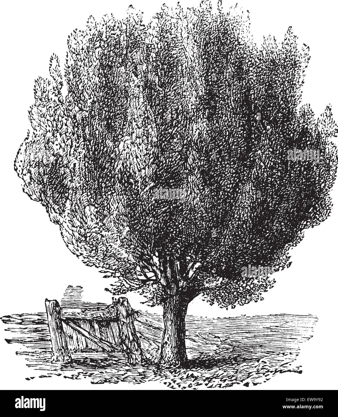 Legno di bosso noto anche come Buxus,tree, vintage illustrazioni incise di bosso, albero isolato contro uno sfondo bianco. Illustrazione Vettoriale